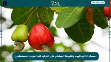 أسعار الكاجو اليوم وتأثيرها المباشر على التجارة العالمية والمستهلكين